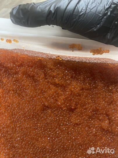 Икра горбуши 2023