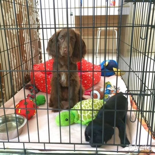 Клетки для собак Бесплатная доставка