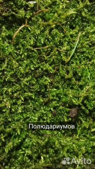 Живой мох для террариумов и стабилизации