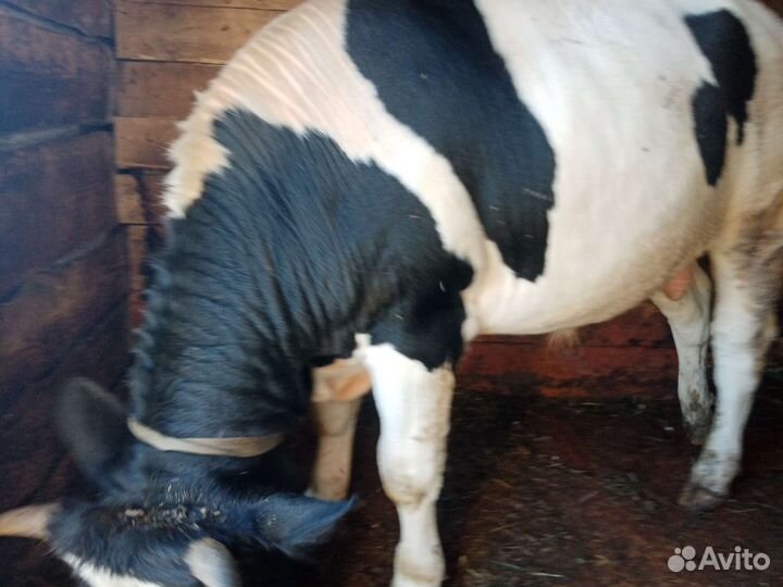 Продам быка