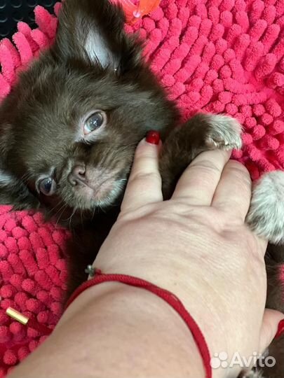 Щенки чихуахуа мини девочки