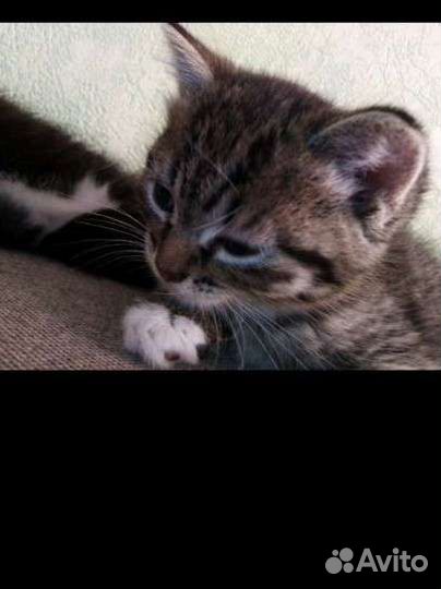 Котята в добрые руки бесплатно