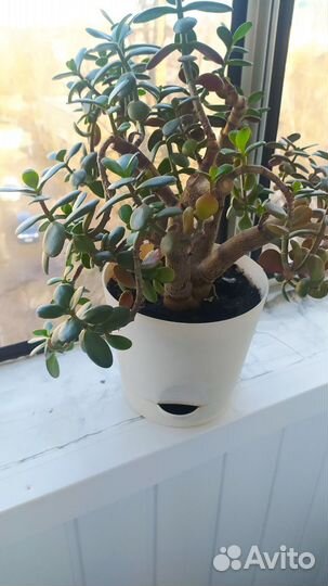 Толстянка, денежное дерево