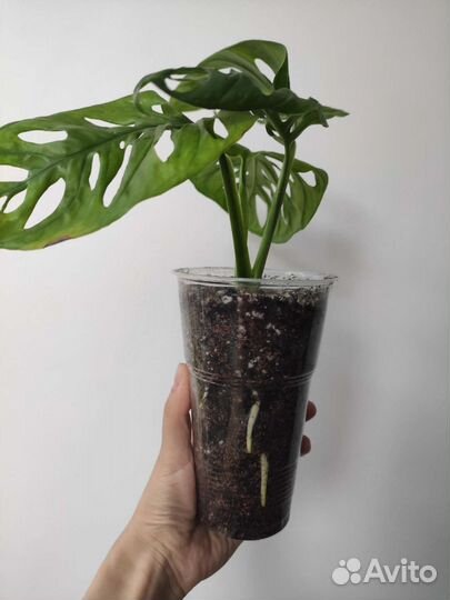 Монстера Адансона