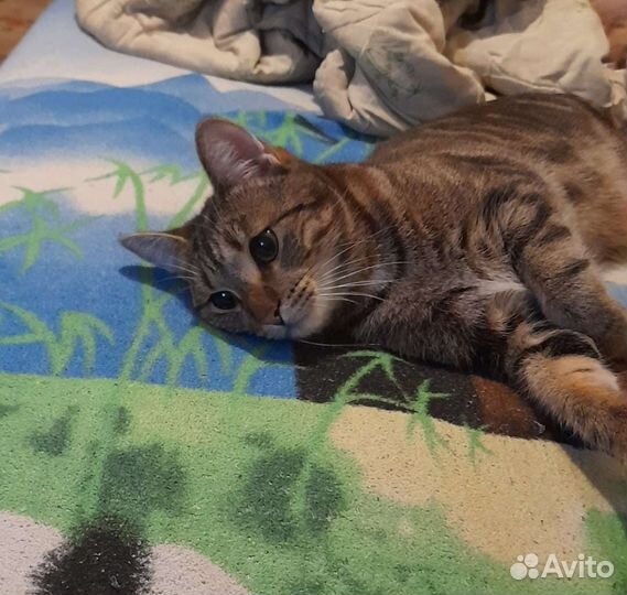 Кот в добрые руки