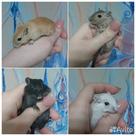 Песчанка