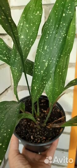 Аспидистра Милки Вэй