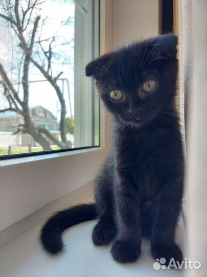 Кошки породистые бесплатно