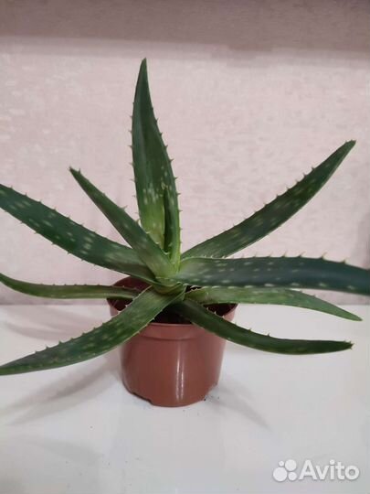 Алоэ мылистое