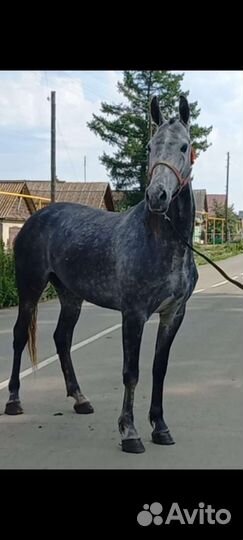 Орловская кобыла