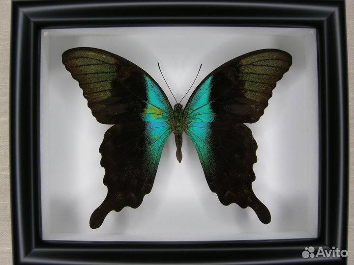 Бабочка в рамке - Graphium agamemnon