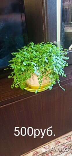 Солейролия