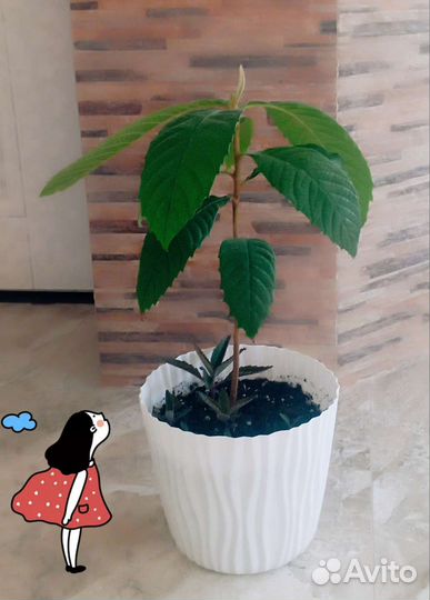 Мушмула Японская