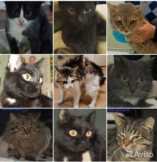 Кошечки в дом