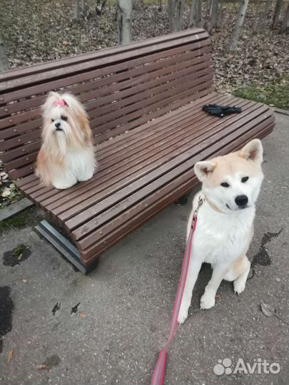 Передержка собак в домашних условиях