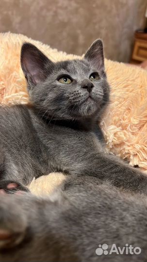 В добрые руки котенок Юля)