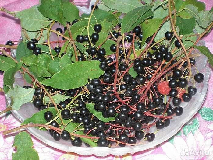 Черемуха крупная