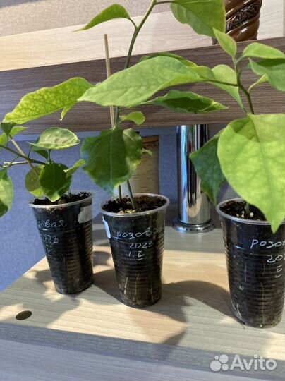 Бугенвиллия