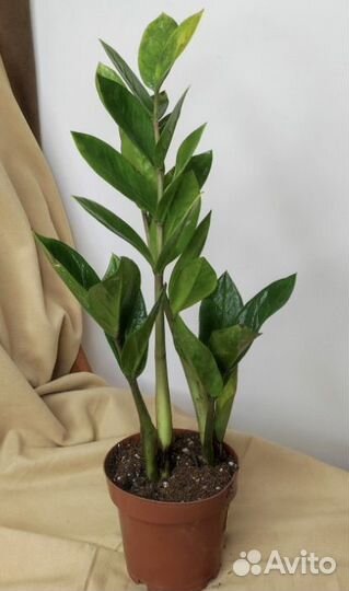 Замиокулькас