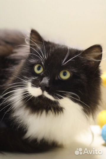 Пушистая кошка в добрые руки