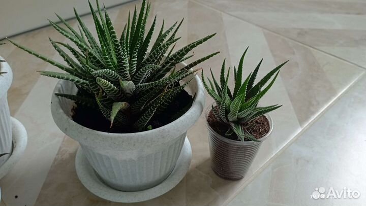 Хавортия полосатая