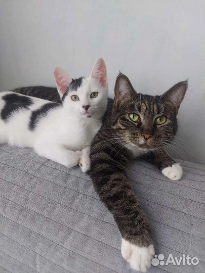 Гном гномыч