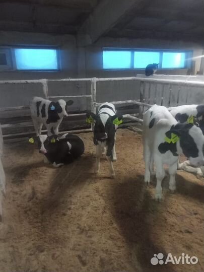 Телята бычки