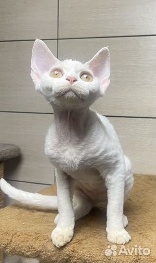 Девон-рекс кошка