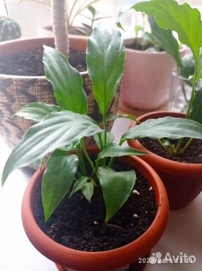 Спатифиллум