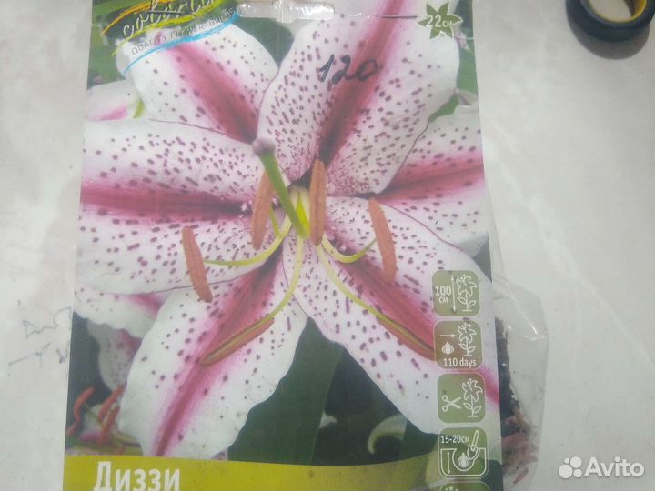 Восточные лилии