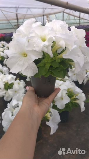 Рассада цветов