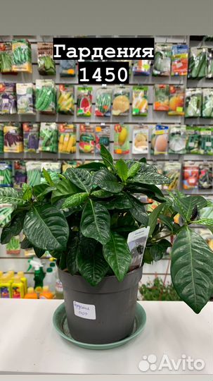 Комнатные растения