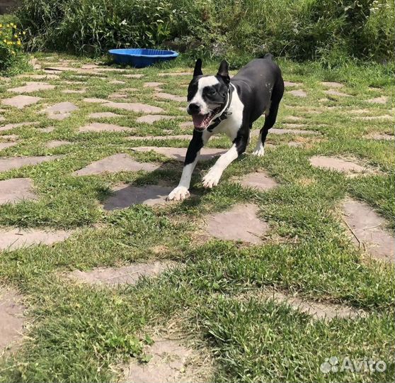 Зоогостиница/Гостиница для собак(видеонаблюдение)