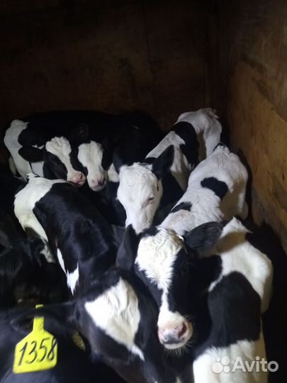 Телята бычки