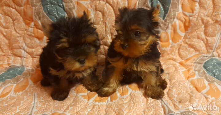 Йорко-девочки