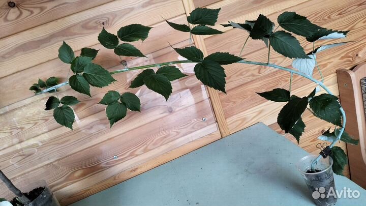 Черная малина Кумберленд саженцы