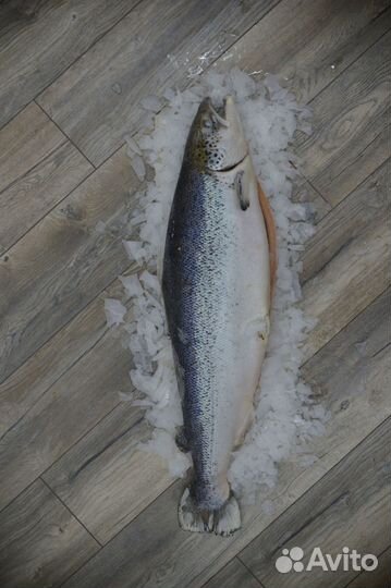 Форель опт и розница