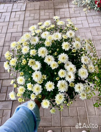 Хризантема мультфлора