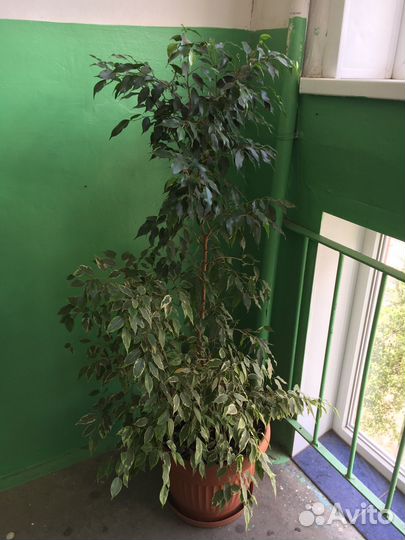 Фикус бенджамина большой