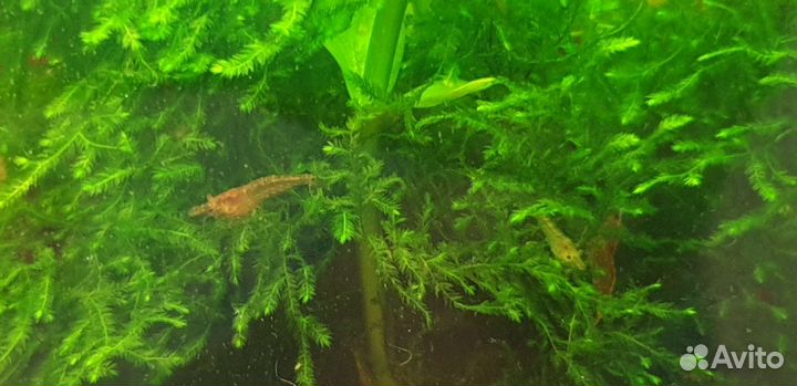 Аквариумные креветки