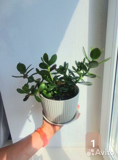 Толстянка. Денежное дерево