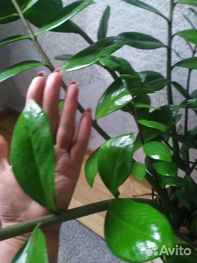 Замиокулькас