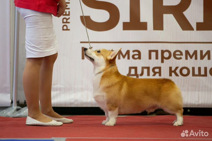 Вельш-корги пемброк вязка