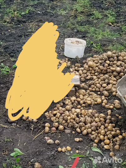 Картошка на корм скоту