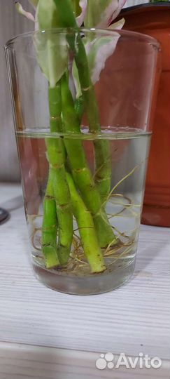 Цветы комнатные