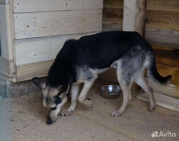 Собака Малыш