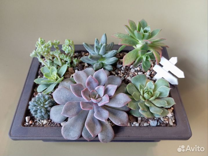 Композиции из суккулентов