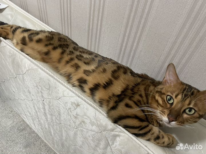 Бенгальский кот вязка