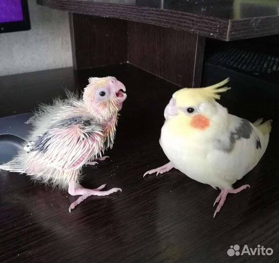 Выкормыши корелл