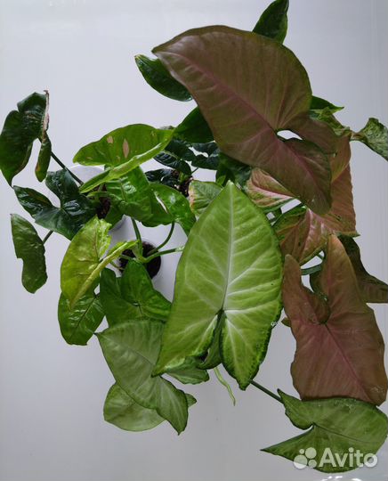 Набор сингониумов для начинающих любителей сингов